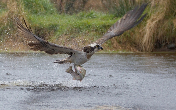 Audubon Osprey Cam