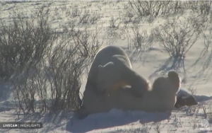 Tundra Buggy Lodge